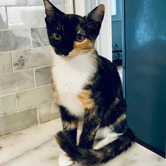 Meet your Posher, Rebecca - Picture 15 of 16